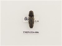 藏品(扁蟲科)的圖片